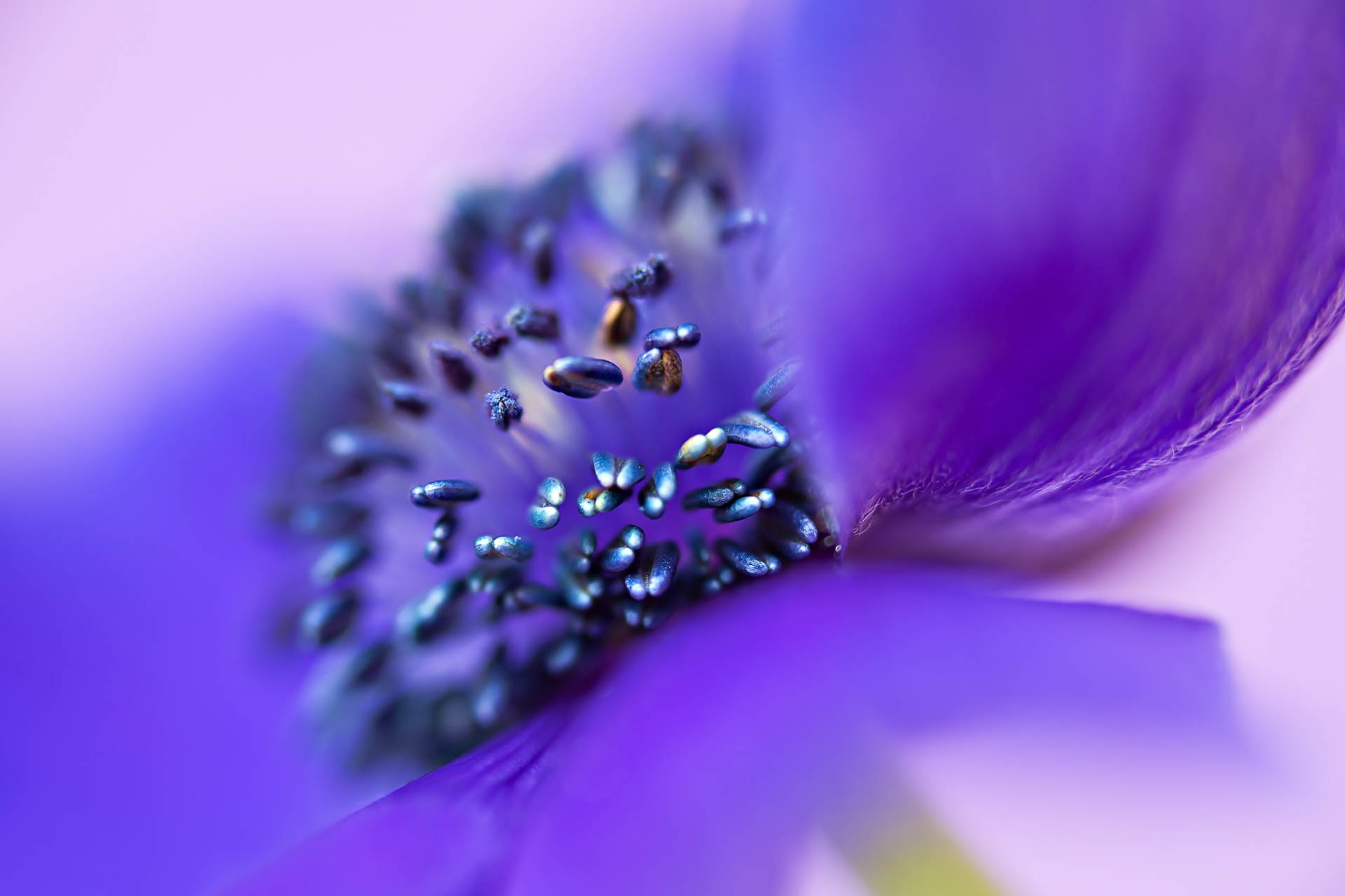 of a purple flower