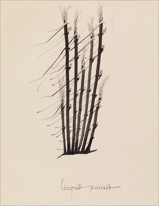 <i>“Grass in the wind</i>

<br/><br/>

From the Bodleian Library special exhibition in 2018, Tolkien’s drawing of bamboo (Japanese-style) from the 1960s. Its Quenyan title ‘Linquë súrissë’.<span class="ngViews">1 view</span>